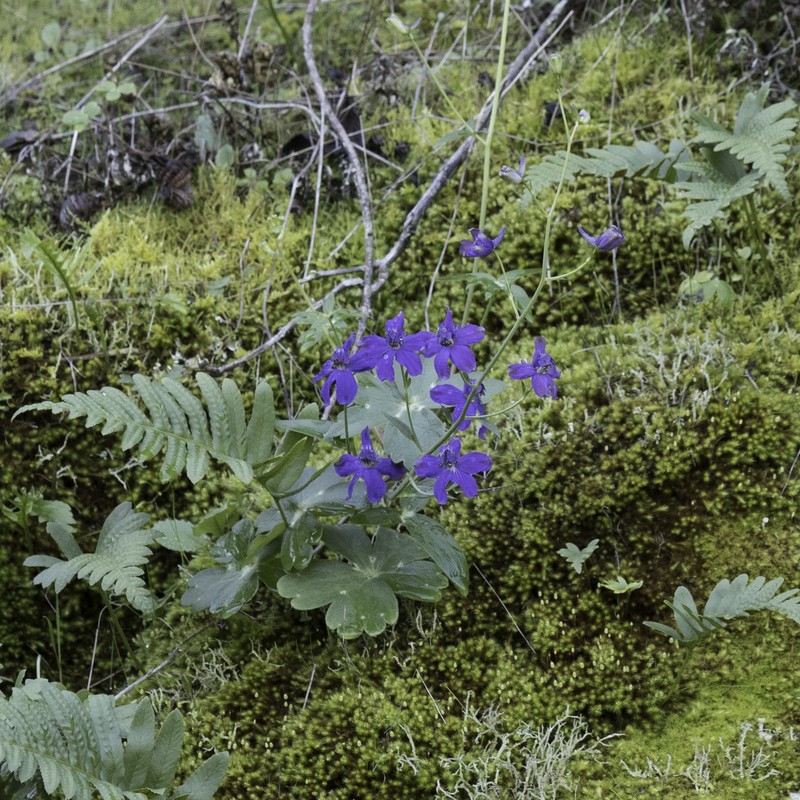 Delphinium patens subsp. patens