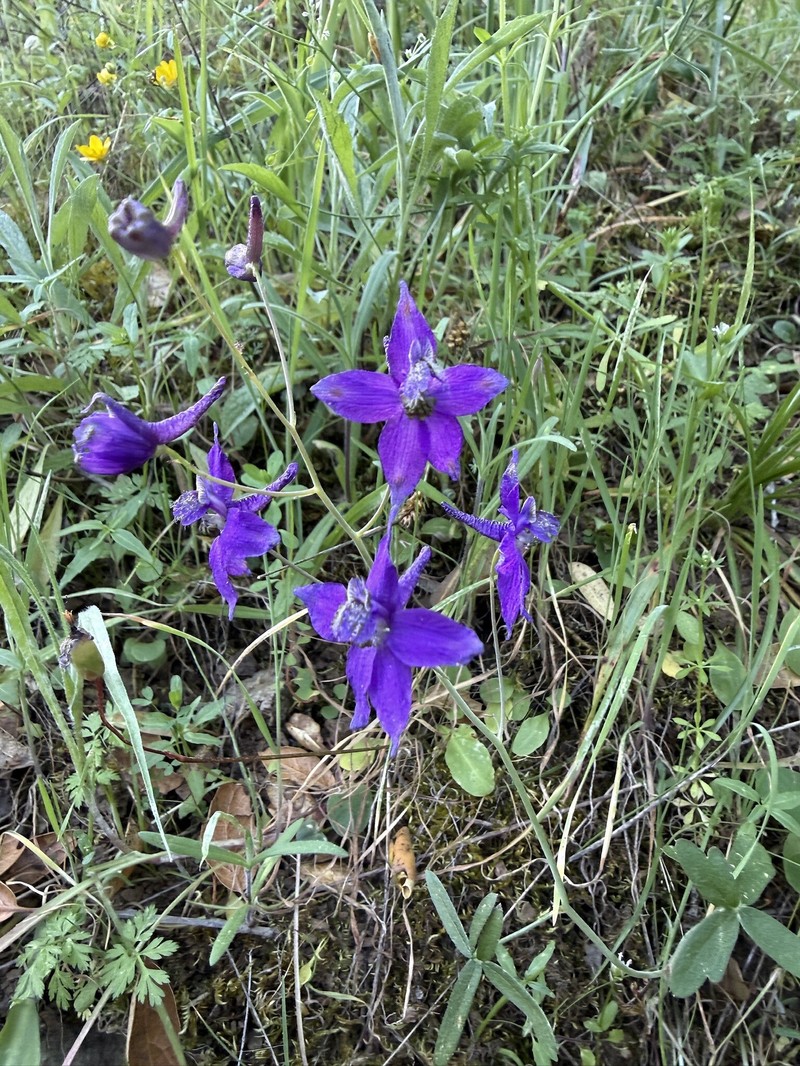 Delphinium patens subsp. patens photo 2