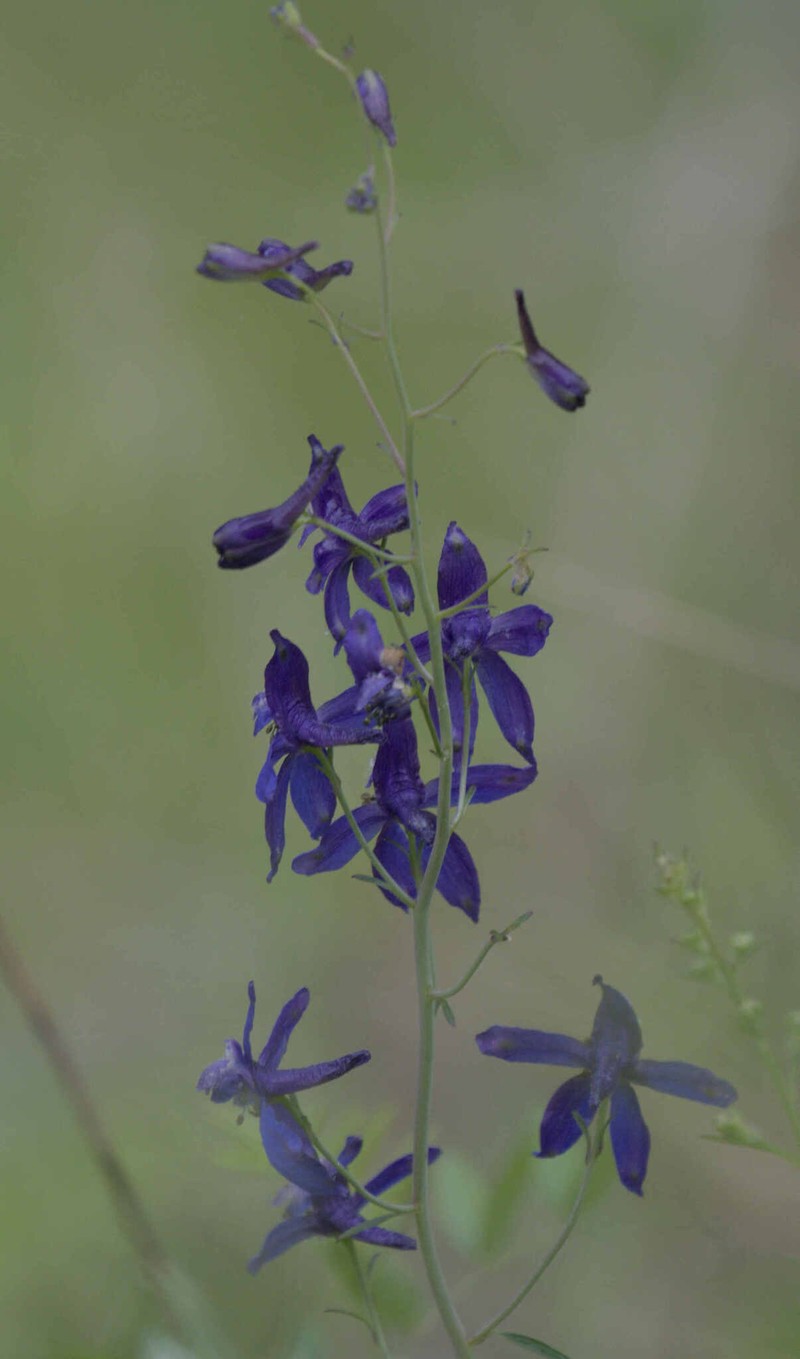 Delphinium patens subsp. patens photo 3