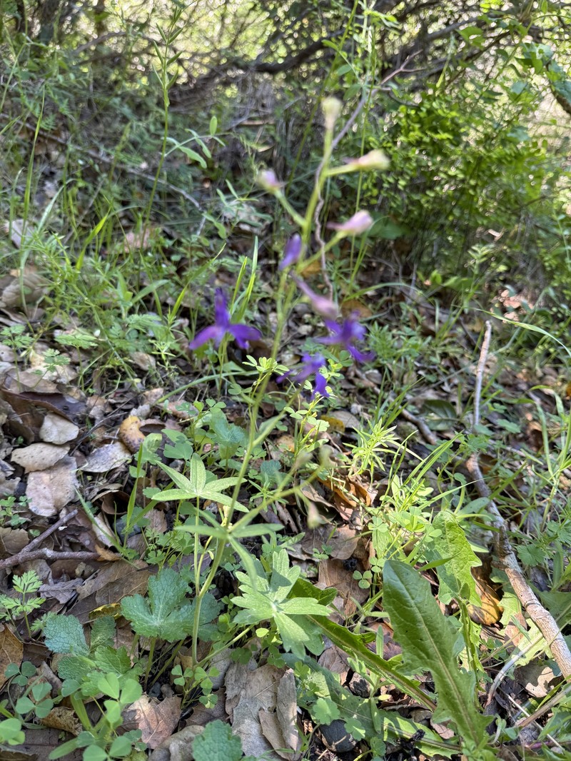 Delphinium patens subsp. patens photo 4