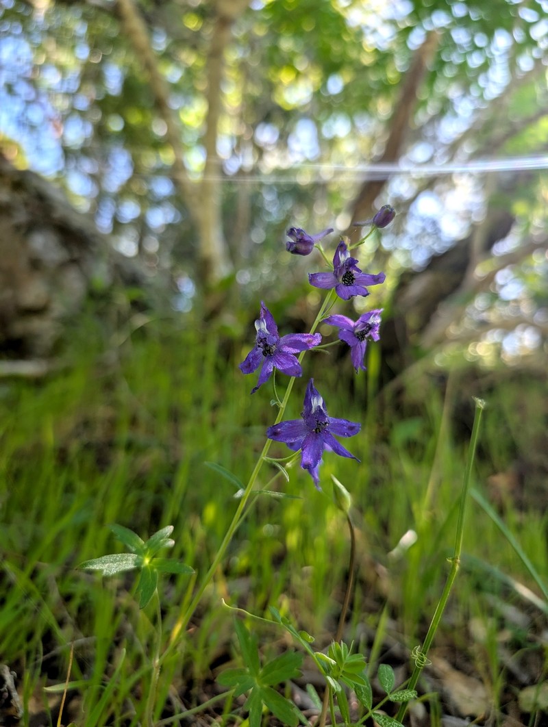 Delphinium patens subsp. patens photo 5