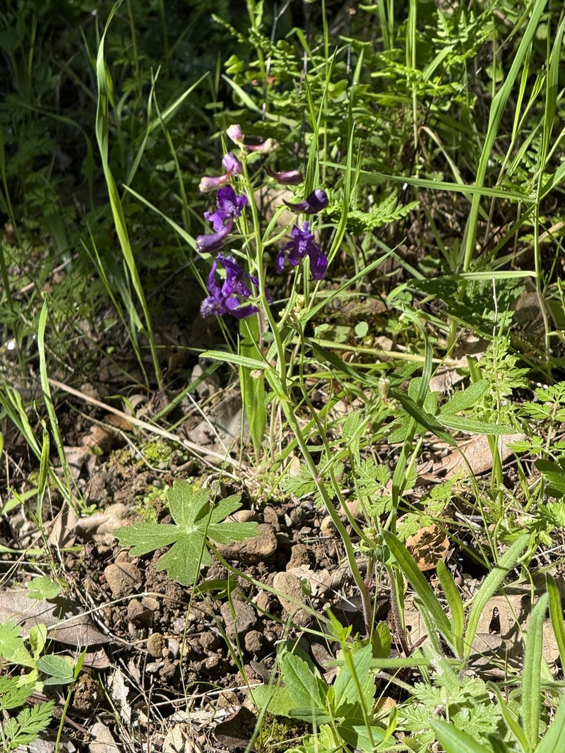 Delphinium patens subsp. patens photo 7