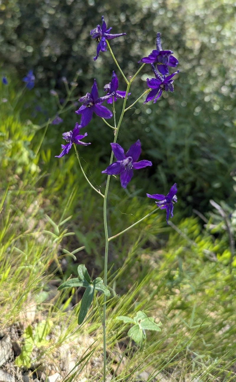 Delphinium patens subsp. patens photo 8