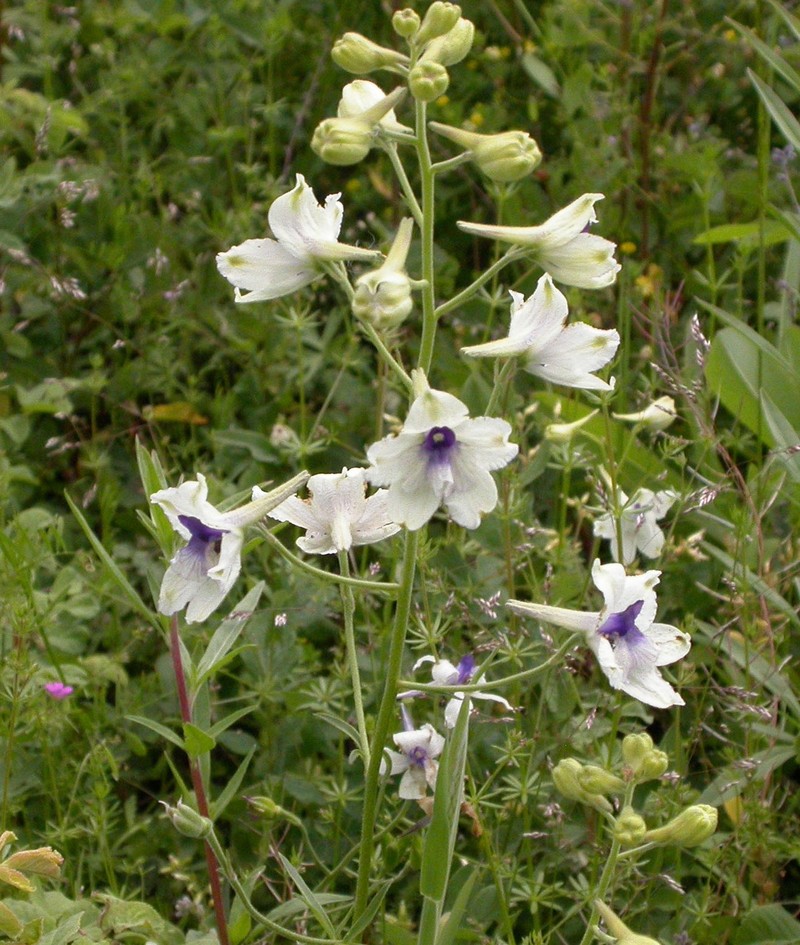 Peacock Larkspur