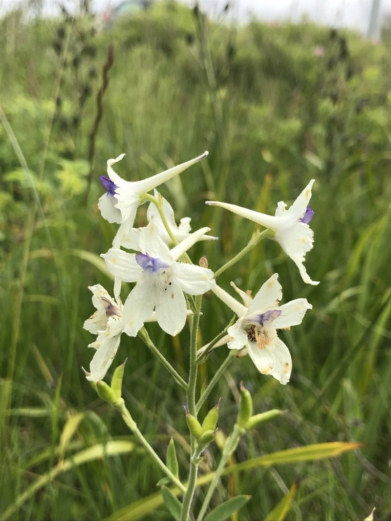 Peacock Larkspur