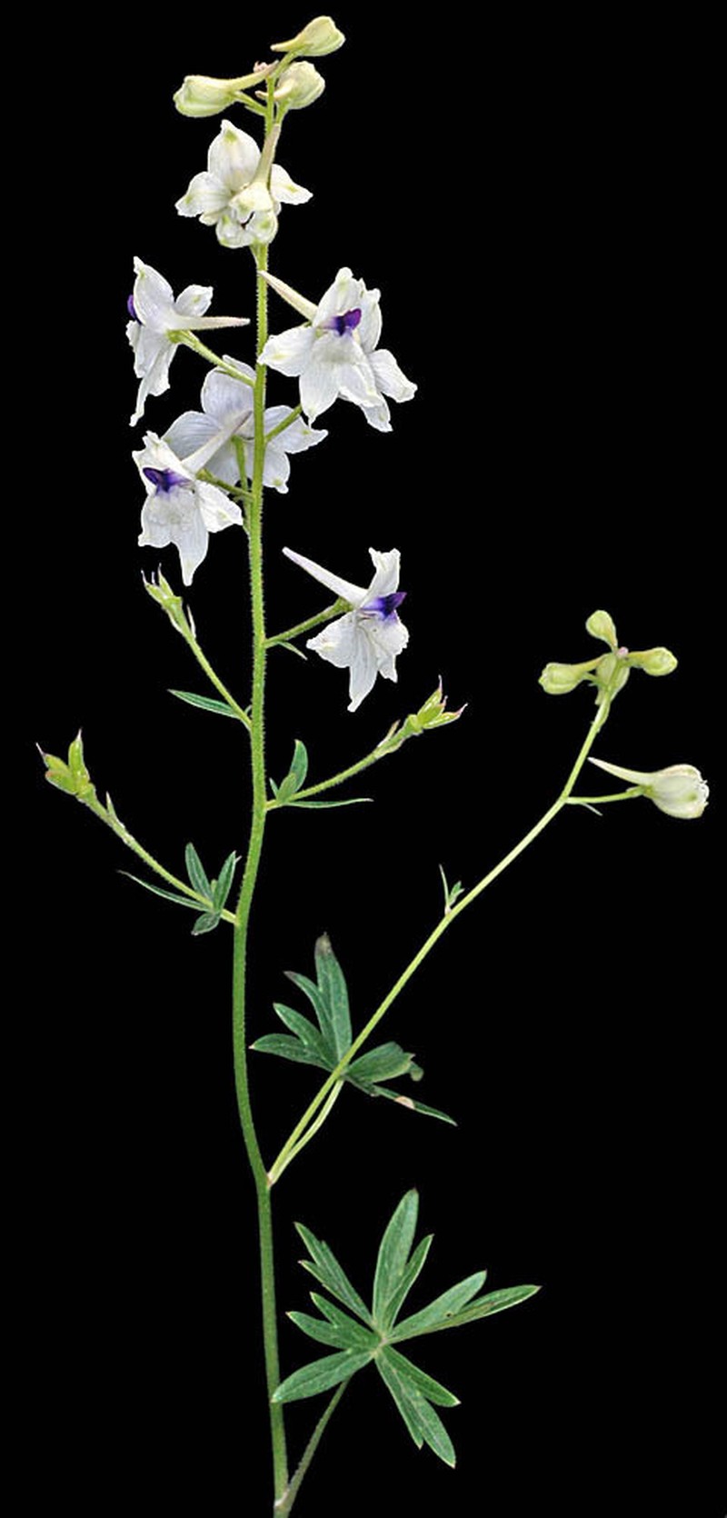 Peacock Larkspur photo 2