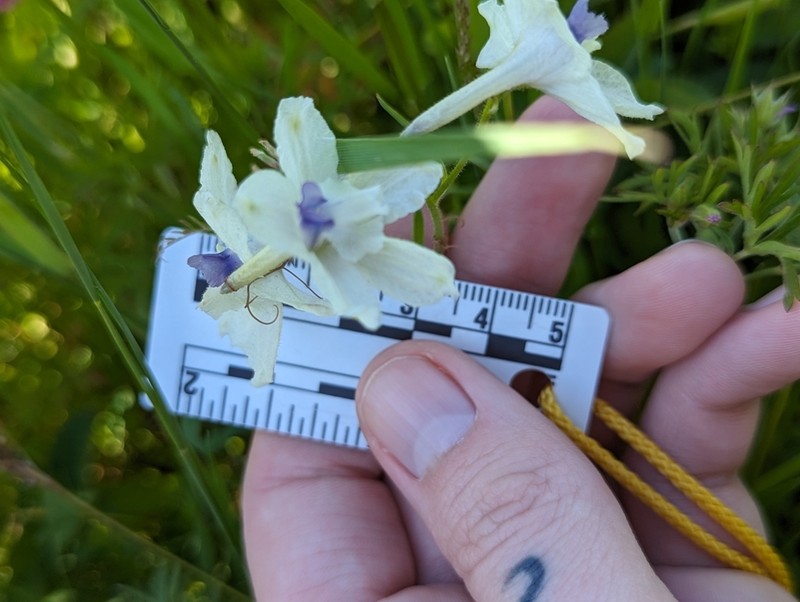 Peacock Larkspur photo 3