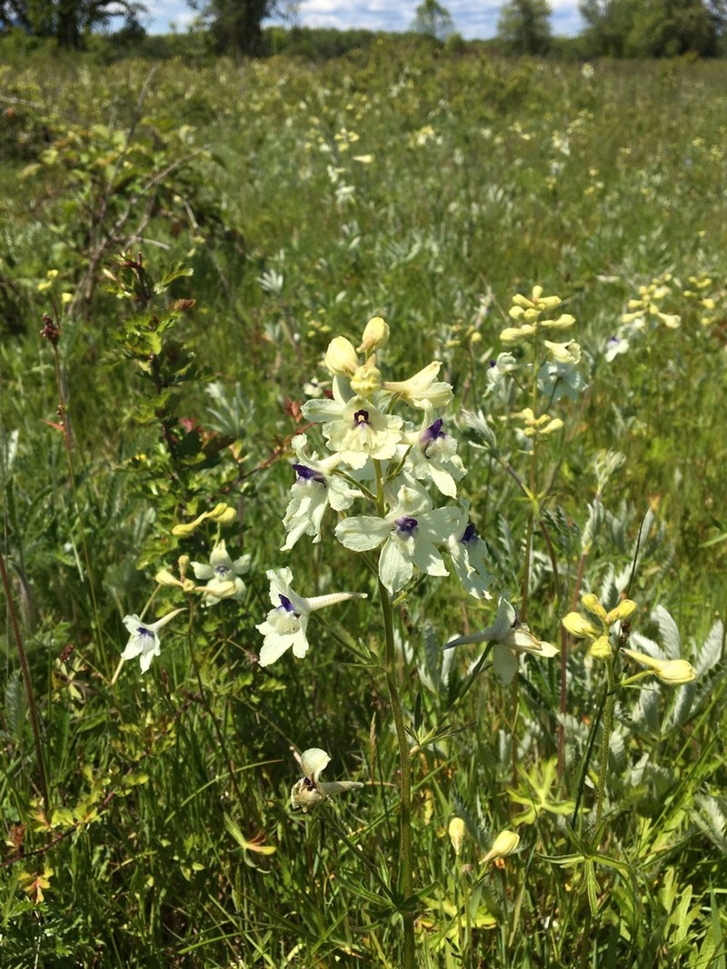 Peacock Larkspur photo 5
