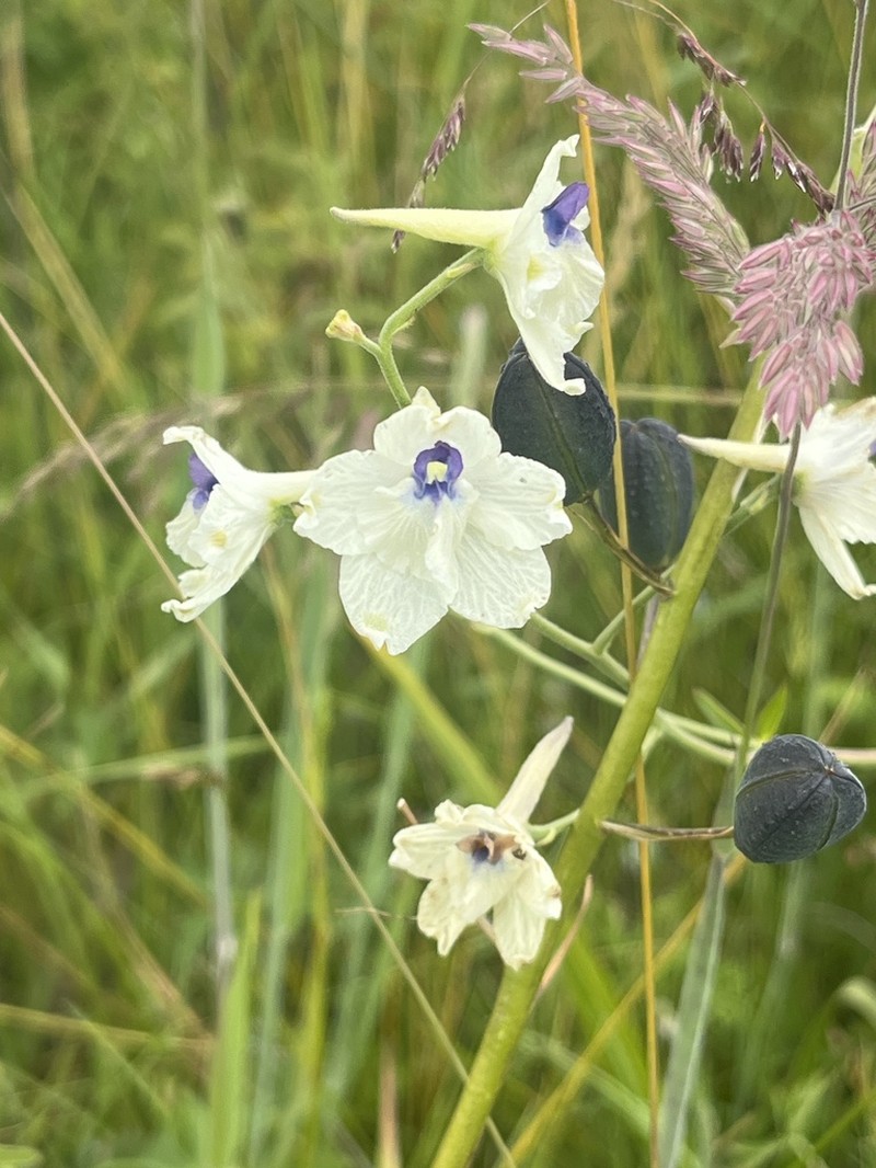 Peacock Larkspur photo 6