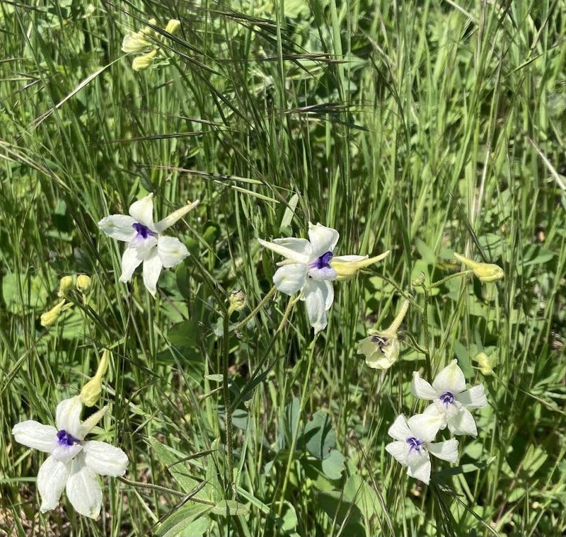 Peacock Larkspur photo 8