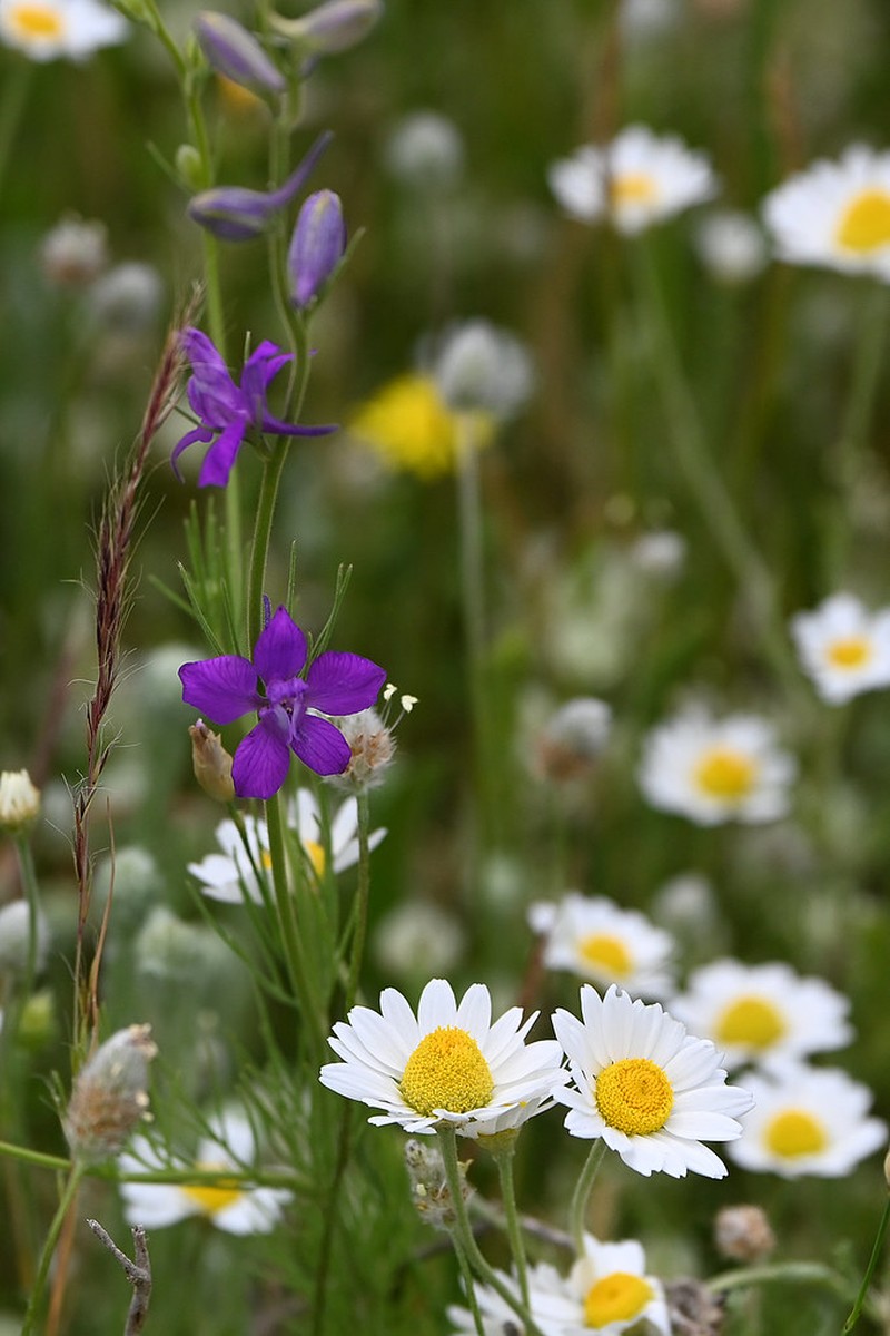Delphinium phrygium subsp. phrygium