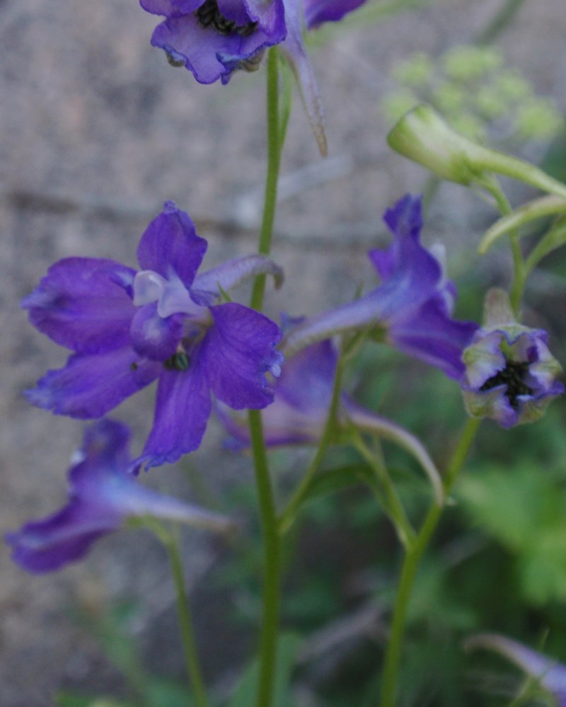 Mountain Marsh Larkspur