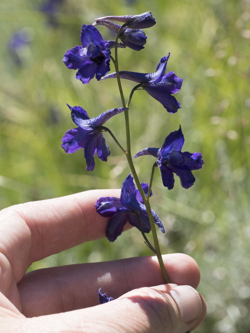 Mountain Marsh Larkspur