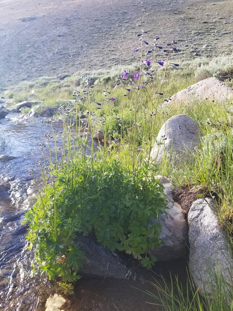 Mountain Marsh Larkspur photo 2