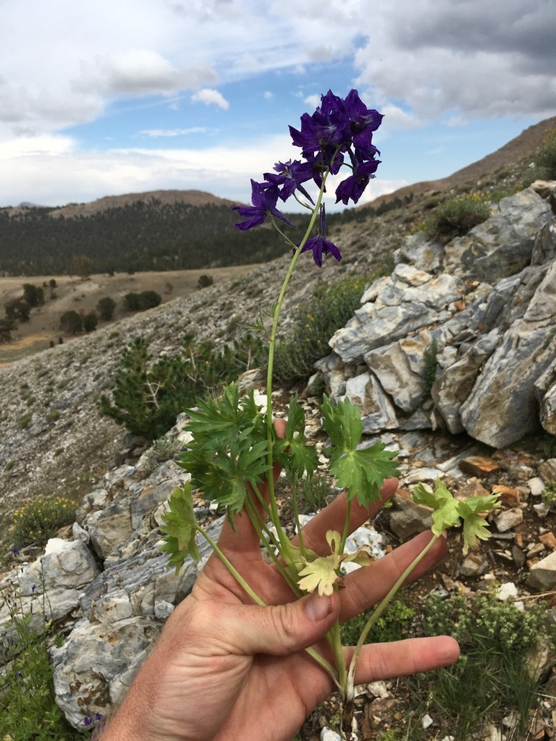 Mountain Marsh Larkspur photo 3