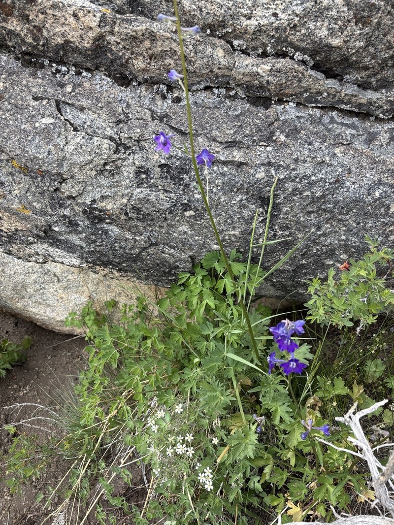 Mountain Marsh Larkspur photo 4