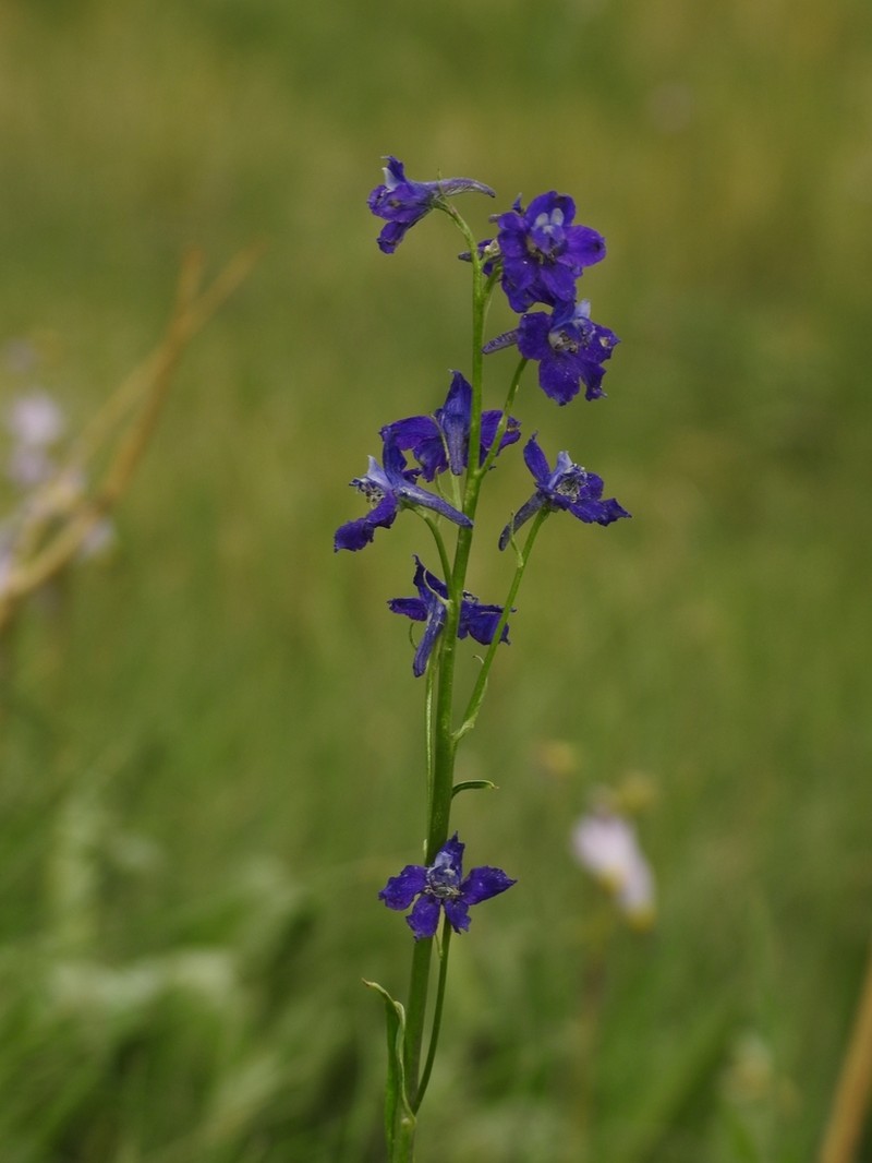 Mountain Marsh Larkspur photo 5