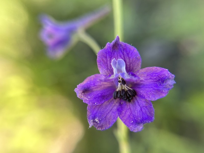 Mountain Marsh Larkspur photo 6