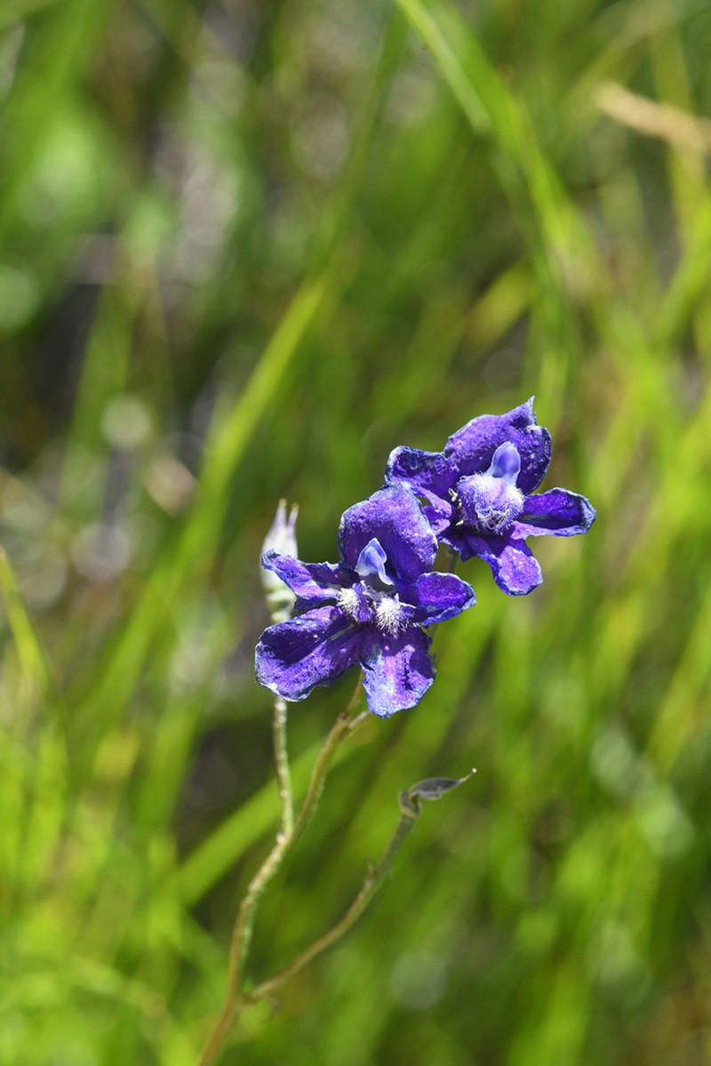 Mountain Marsh Larkspur photo 7