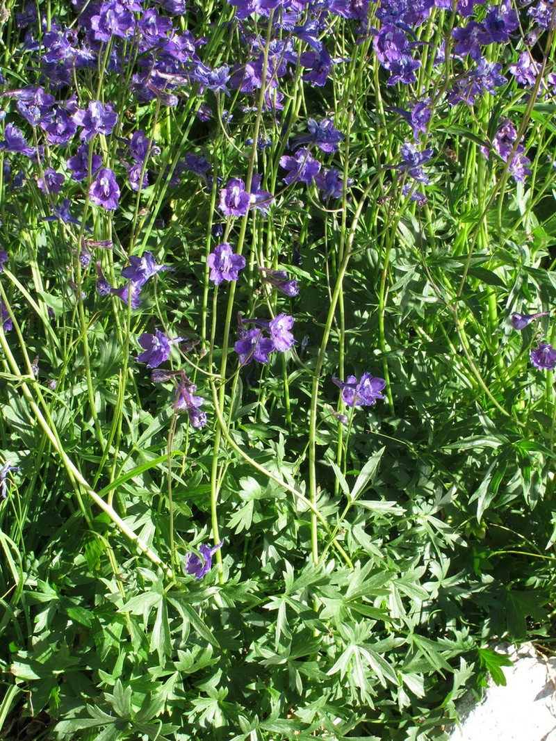 Mountain Marsh Larkspur photo 8