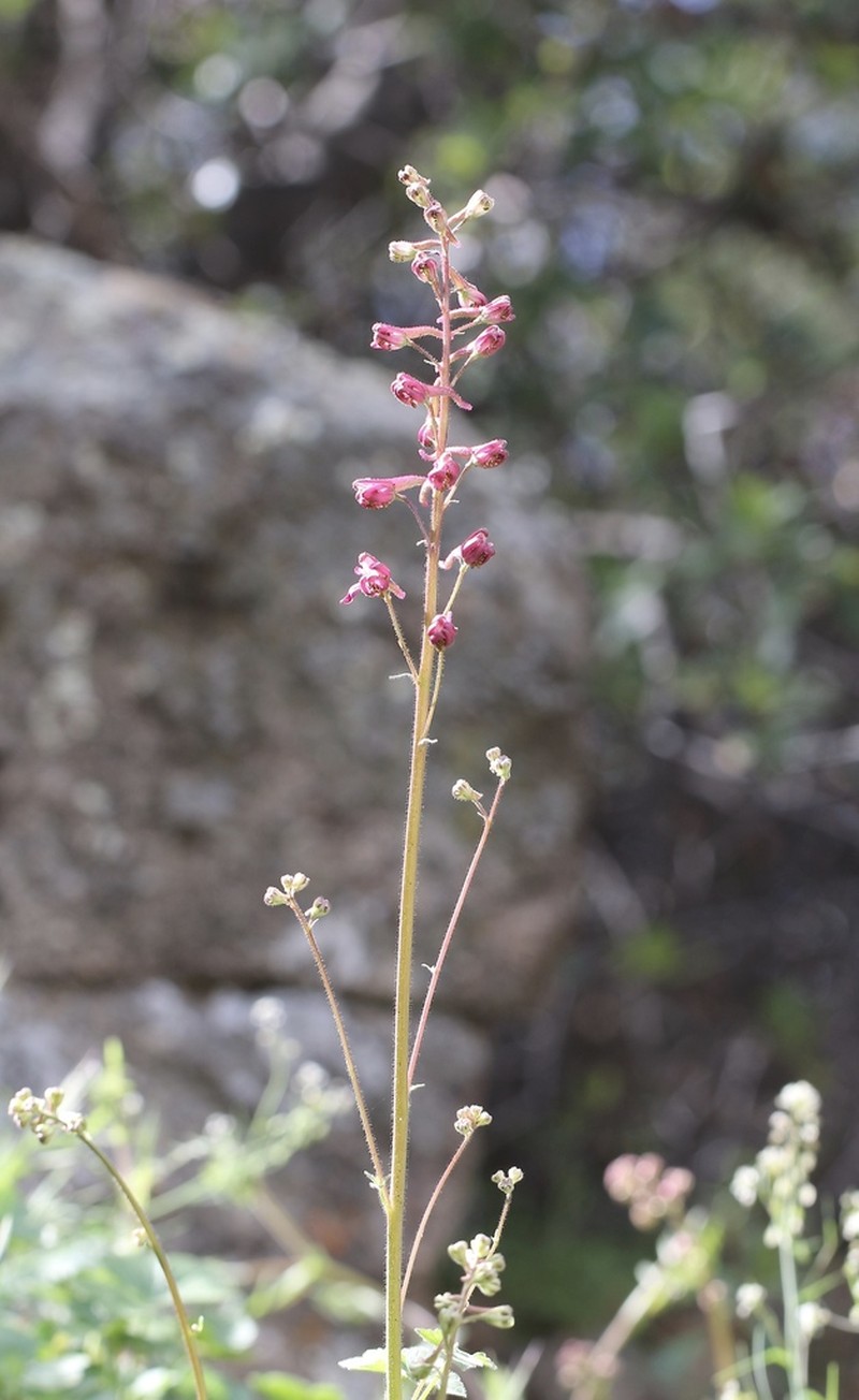 Kern County Larkspur