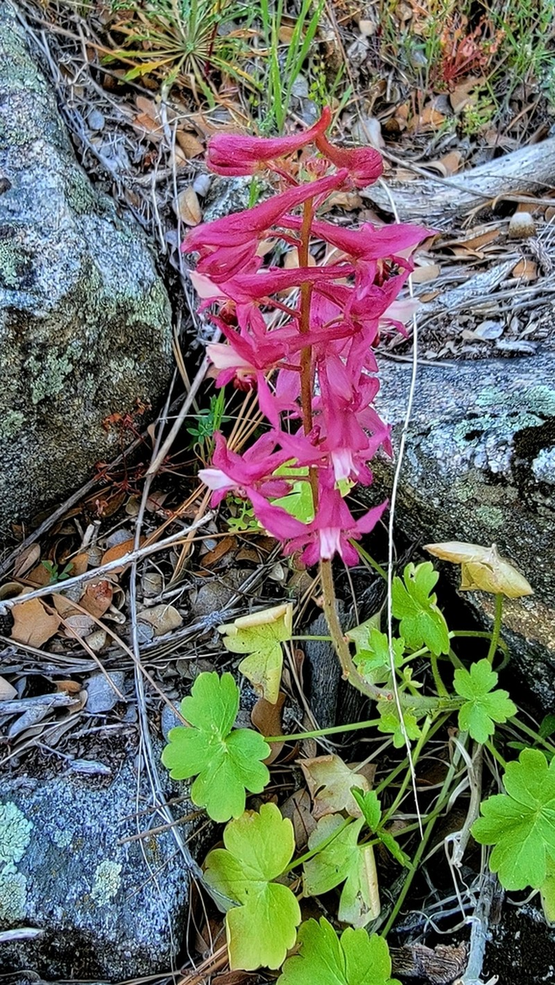 Kern County Larkspur photo 2