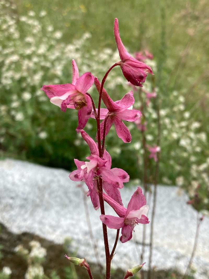 Kern County Larkspur photo 3