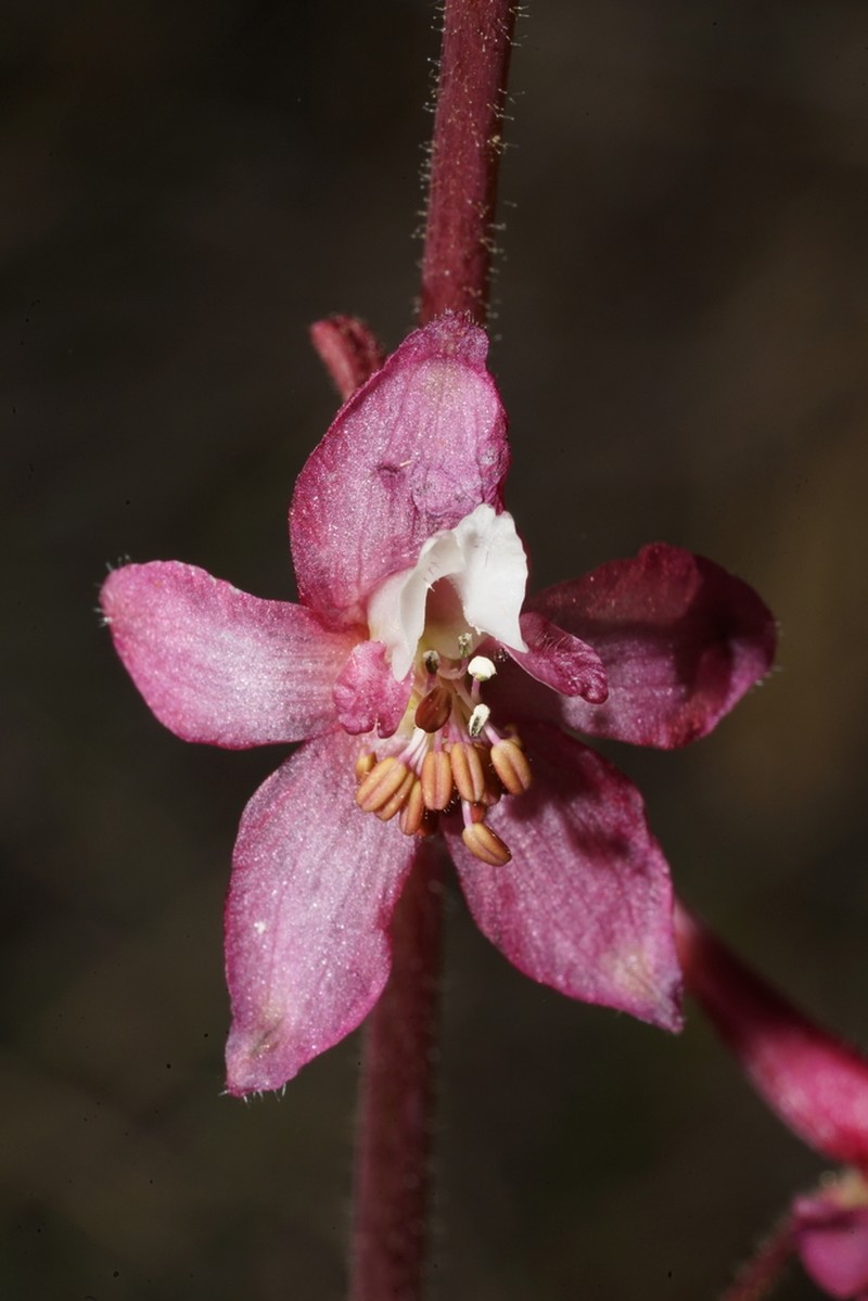 Kern County Larkspur photo 4