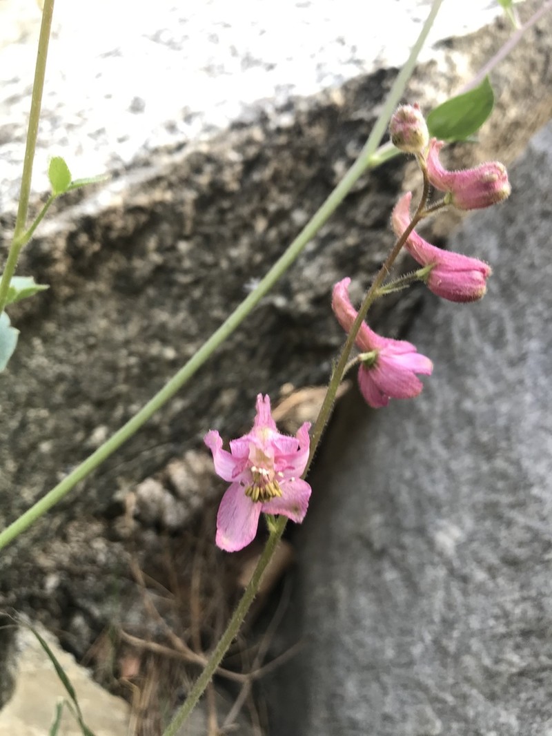 Kern County Larkspur photo 5