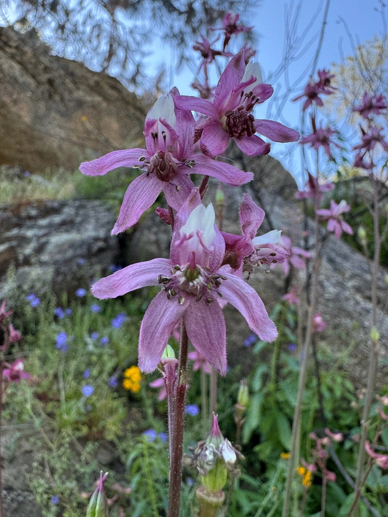 Kern County Larkspur photo 6