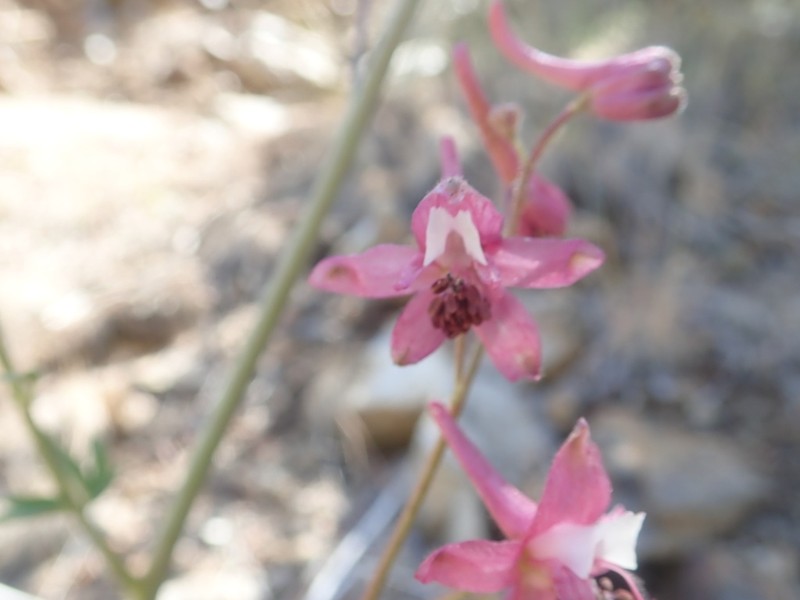 Kern County Larkspur photo 7