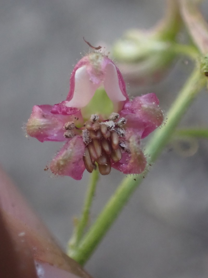 Kern County Larkspur photo 8