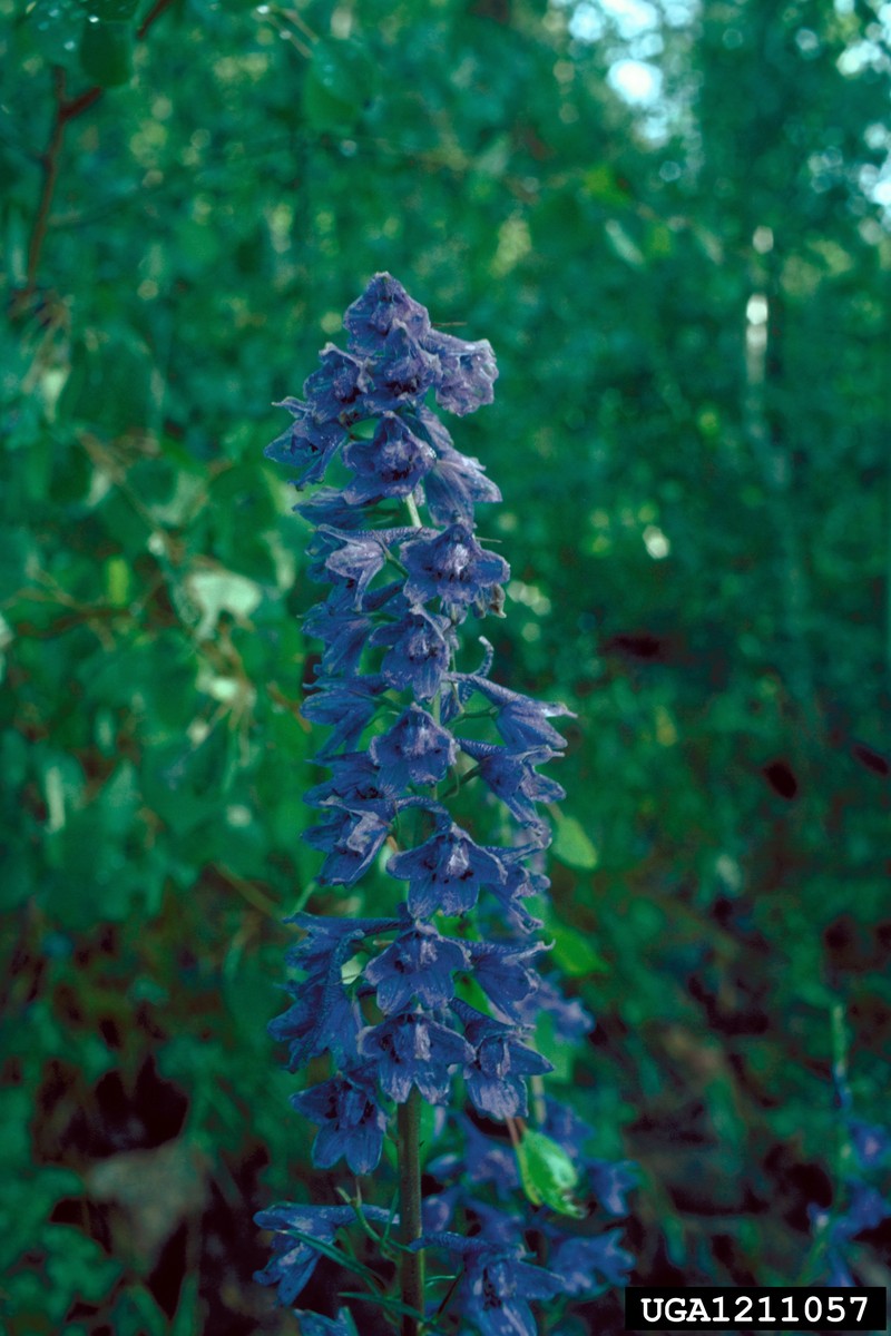 Mountain Larkspur