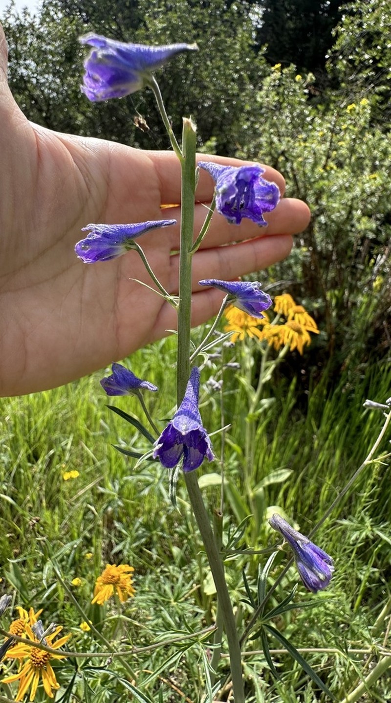 Mountain Larkspur