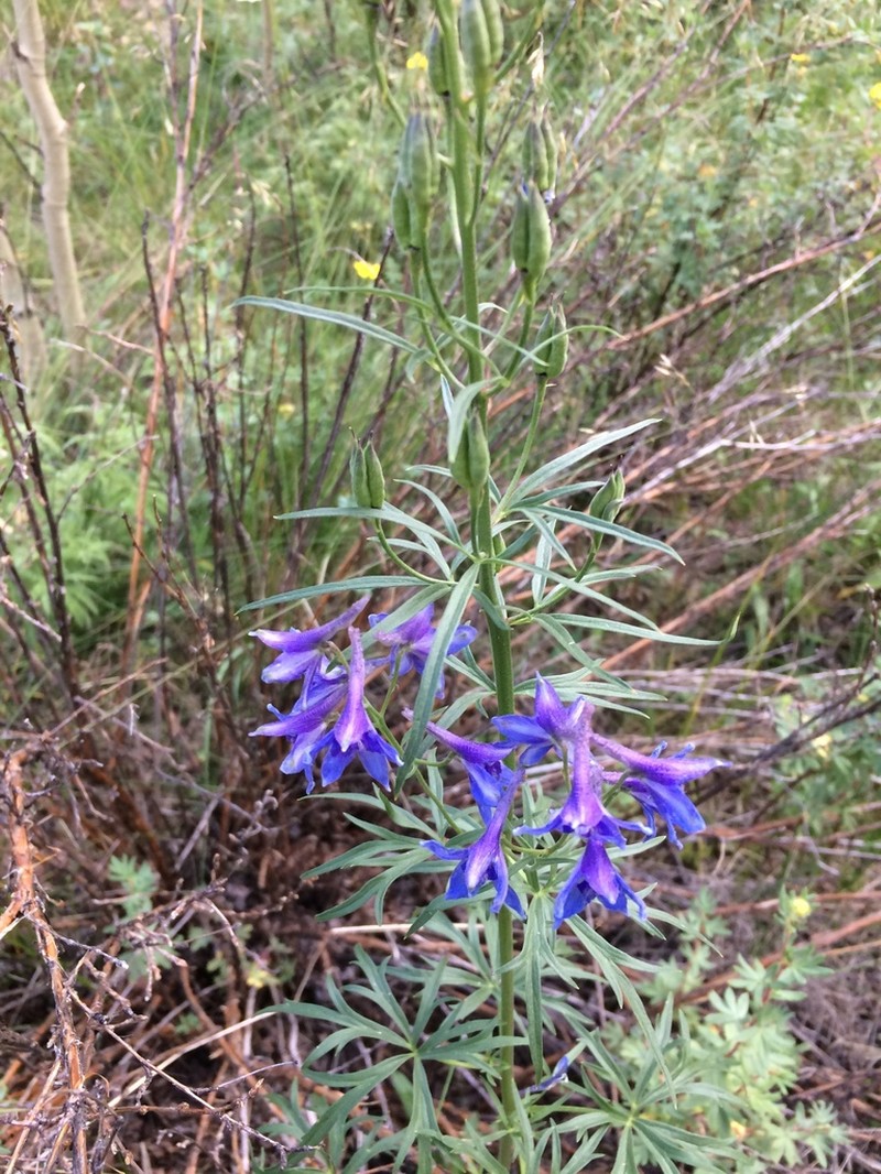 Mountain Larkspur photo 2