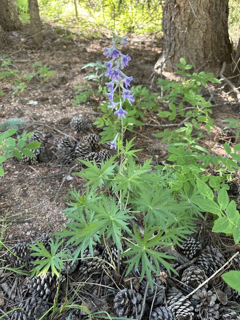 Mountain Larkspur photo 3