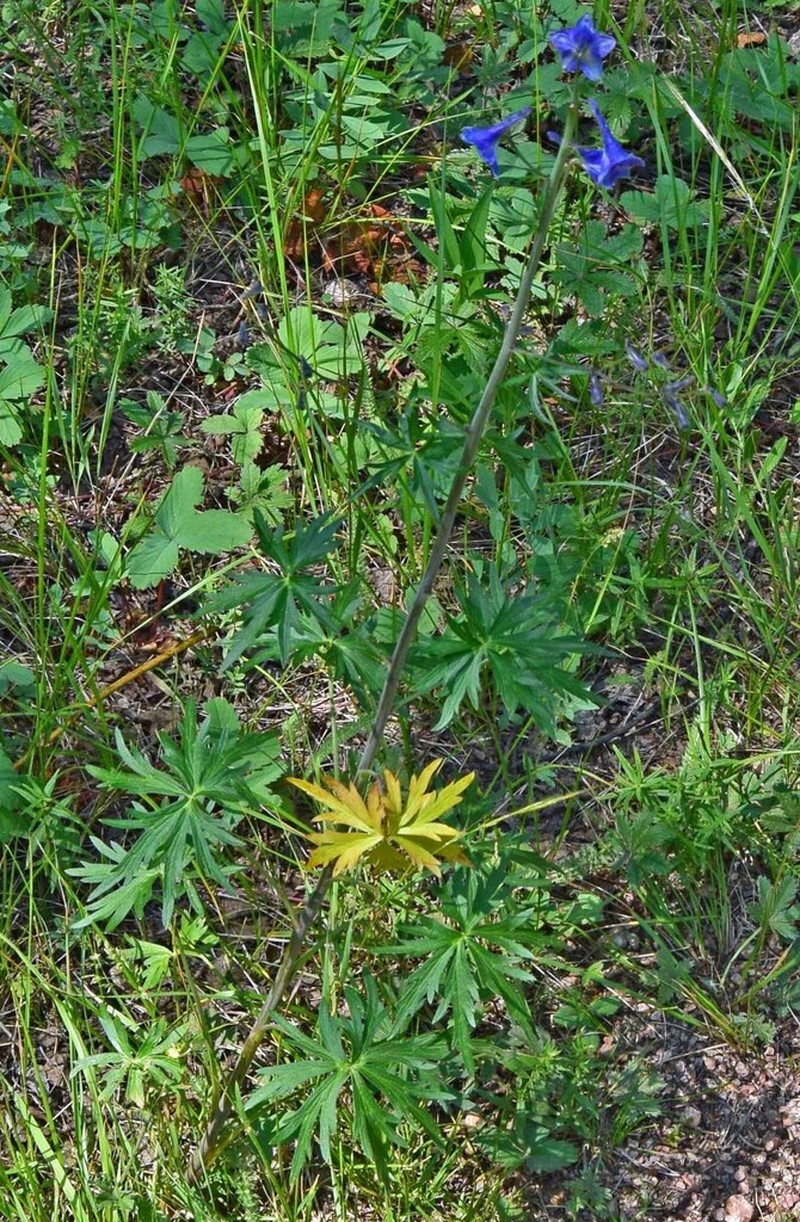 Mountain Larkspur photo 4