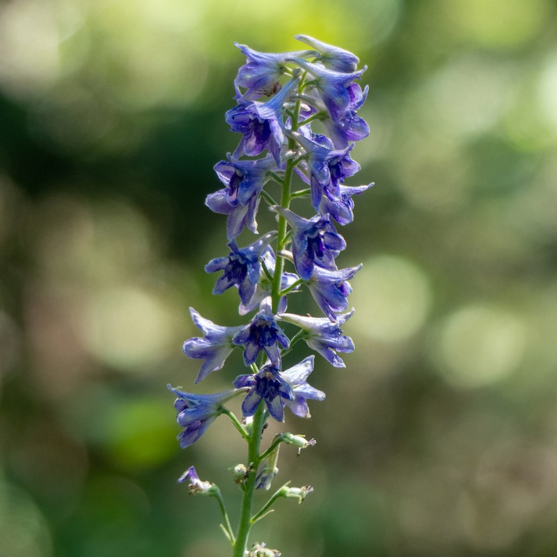 Mountain Larkspur photo 5