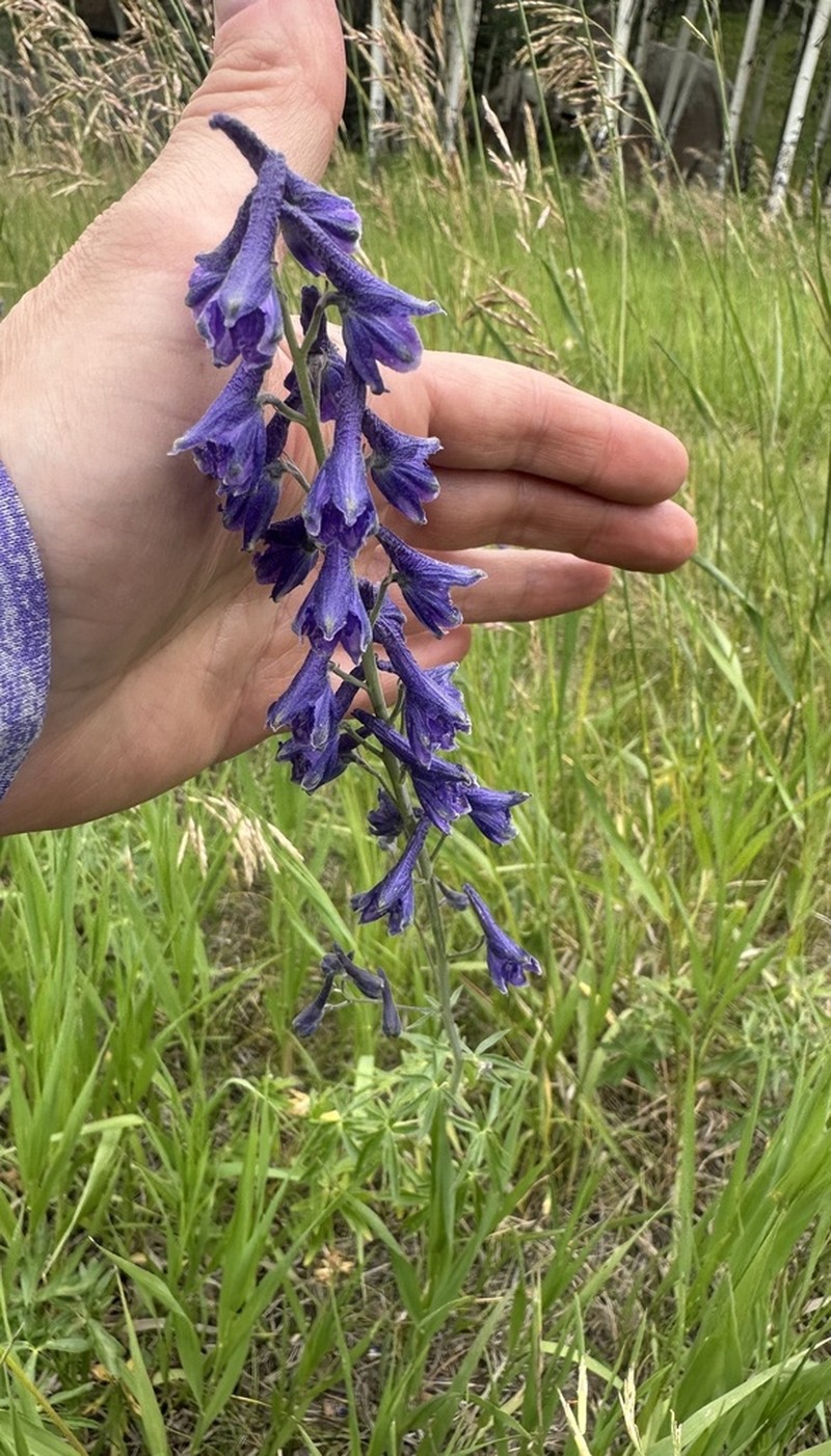 Mountain Larkspur photo 6