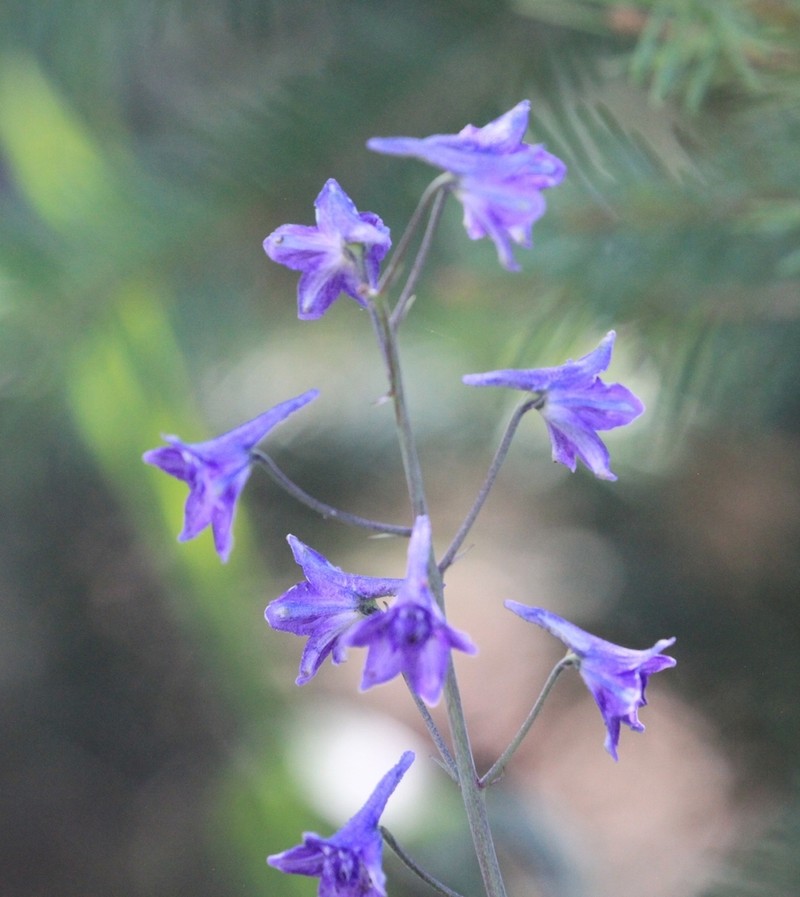 Mountain Larkspur photo 7