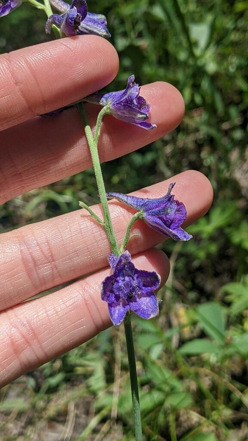 Mountain Larkspur photo 8