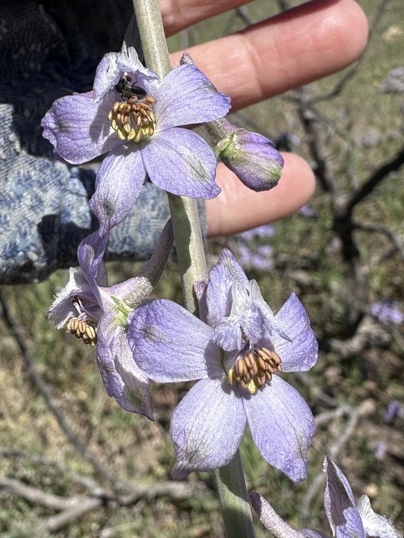 Byron Larkspur