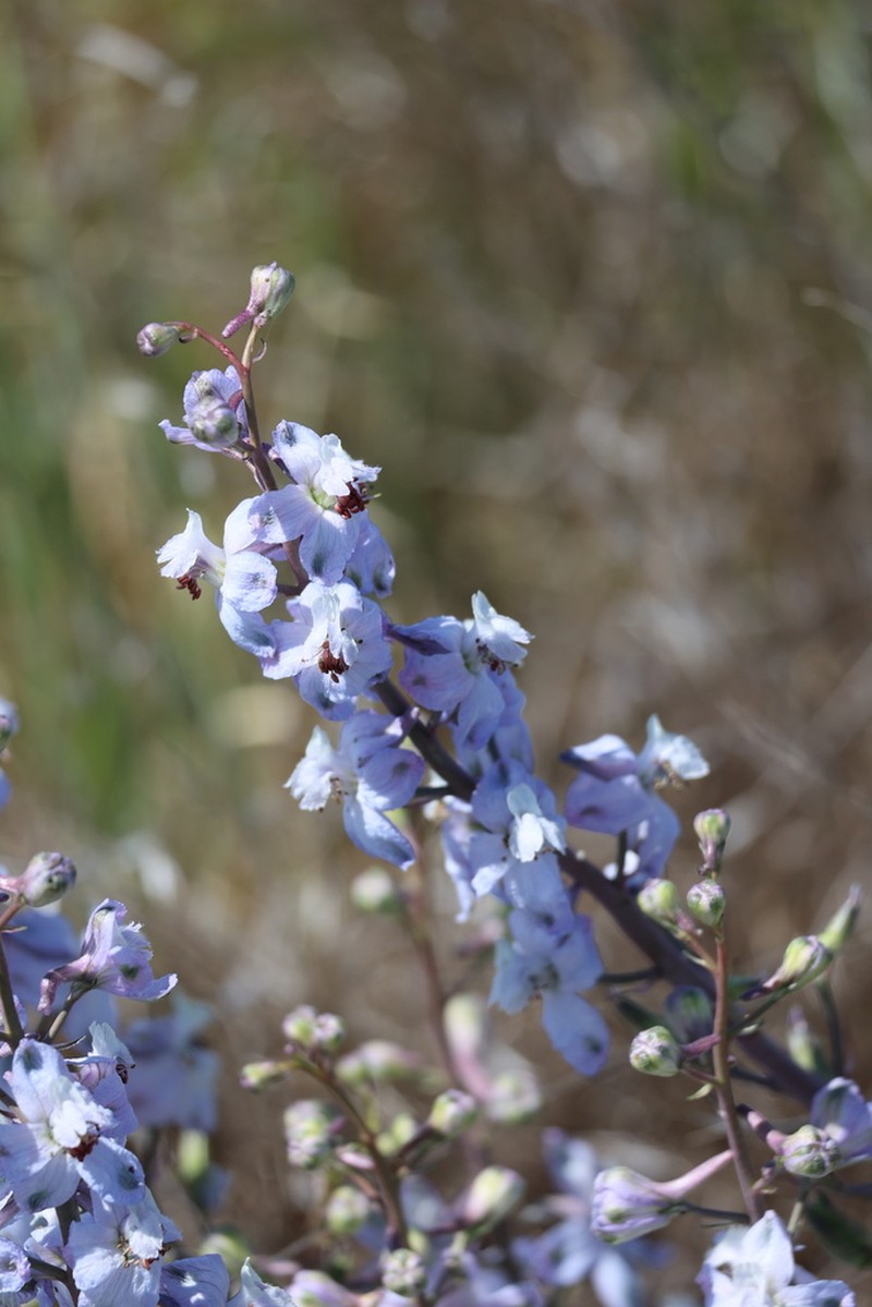 Byron Larkspur photo 2