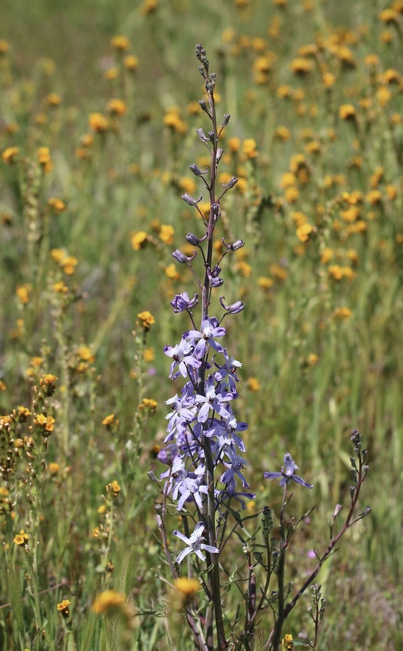 Byron Larkspur photo 3
