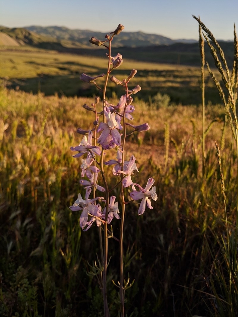 Byron Larkspur photo 4
