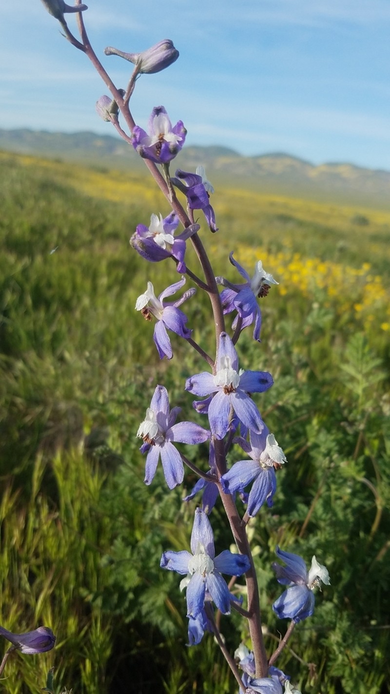 Byron Larkspur photo 5