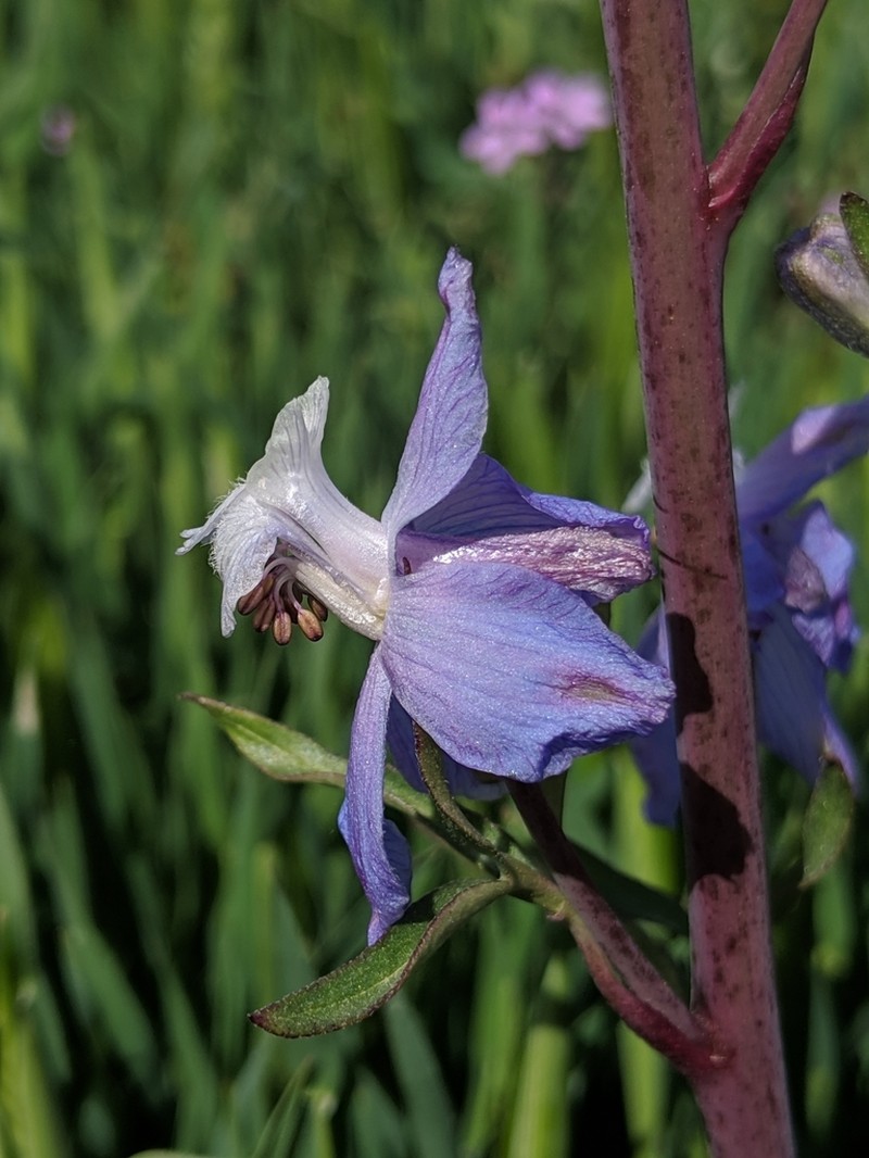 Byron Larkspur photo 6