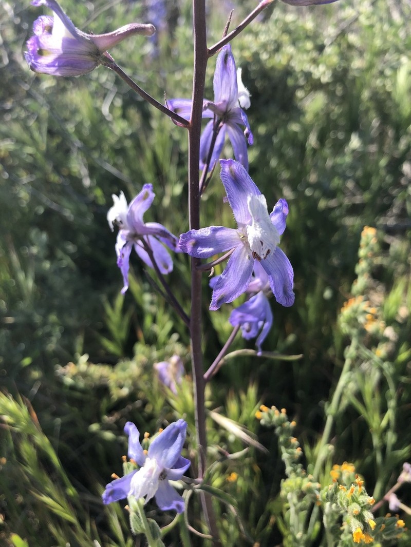 Byron Larkspur photo 7