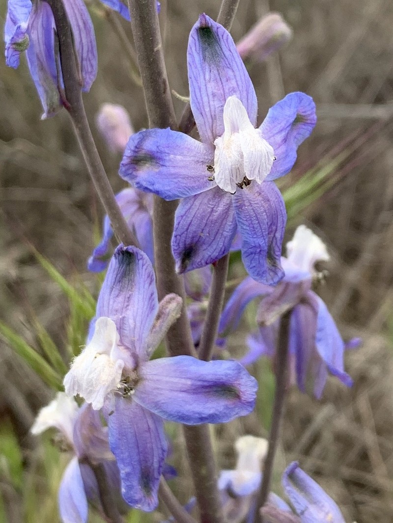 Byron Larkspur photo 8