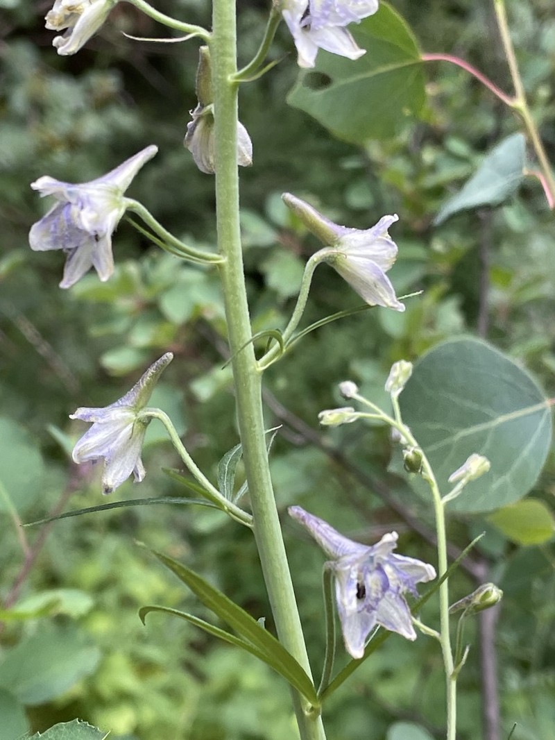 Wahatoya Creek Larkspur